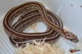 2,0 Normal Tessera het Amel, Anery 50%phet Hypo,Strawberry