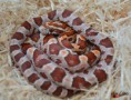 2,0 Hypo Strawberry het Amel, Anery