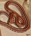 1,0 Strawberry Tessera het Amel, Anery