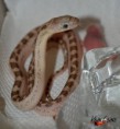 ♀2