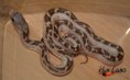 ♀4