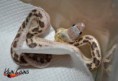 ♂2