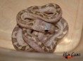 ♂3